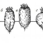форма корнеплодов свеклы